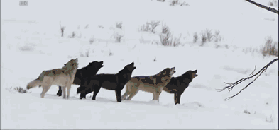 自私的基因理论颠覆想象为何有些动物会进行自杀式交配